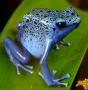 Avatar de phyllobates