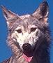 Avatar de El lobo Tommy